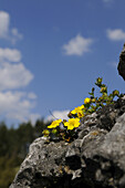 Landscape of rock rose, sunrose or rushrose (Helianthemum nummularium) blossoms in spring , Upper Palatinate, Bavaria, Germany