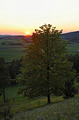 Nahaufnahme einer Silberlinde (Tilia tomentosa) bei Sonnenuntergang im Sommer, Oberpfalz, Bayern, Deutschland