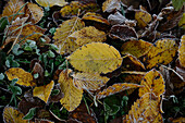 Close-up of common hornbeam (Carpinus betulus) leaves on the ground in autumn, Upper Palatinate, Bavaria, Germany