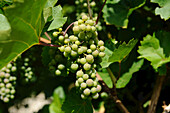 Close-up of green grapes in a field in early autumn,  Baden-Wuerttemberg, Germany