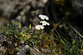 Close-up of an Addersmeat or Greater Stitchwort (Stellaria holostea) blossoms in early summer, Franconia, Bavaria, Germany