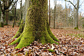 Nahaufnahme eines Stieleiche (Quercus robur) Baumstammes im Herbst, Franken, Bayern, Deutschland