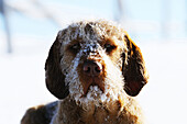 Magyar Vizsla oder Ungarischer Vizsla Portrait im Winter, Österreich