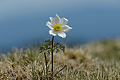 Alpine Pasqueflower (Pulsatilla alpina) on an Alpine Meadow in Spring, Styria, Austria