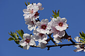 Nahaufnahme von Kirschpflaumenblüten (Prunus cerasifera) im Frühling, Steiermark, Österreich