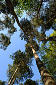Blick auf Waldkiefer (Pinus sylvestris) Bäume im Frühling, Oberpfalz, Bayern, Deutschland