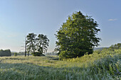 European Alder (Alnus glutinosa) in Meadow in Summer, Upper Palatinate, Bavaria, Germany