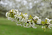 Nahaufnahme von Kirschblüten im Frühling, Oberpfalz, Bayern, Deutschland