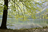 Frühlingslaub der Rotbuche (Fagus sylvatica) über dem Langbathsee, Österreich