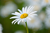 Close-up of oxeye daisy (Leucanthemum vulgare) blossoms in a meadow in spring, Bavaria, Germany