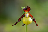 Close-up of lady's-slipper orchid (Cypripedium calceolus) in a forest in spring, Bavaria, Germany