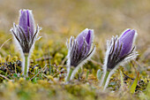 Nahaufnahme der Blüte der Wiesen-Küchenschelle (Pulsatilla vulgaris) auf einer Wiese im Frühling, Bayern, Deutschland.