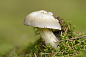 Nahaufnahme von Fool's Mushroom (Amanita verna) im Wald im Frühling, Bayern, Deutschland