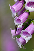 Nahaufnahme eines Insekts auf den Blüten des Gemeinen Fingerhuts (Digitalis purpurea) im Wald im Frühling, Bayern, Deutschland