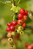 Close-up of Red Currants (Ribes rubrum) in Garden in Spring, Bavaria, Germany
