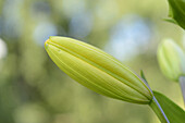 Close-up of Lily Bud in Garden in Spring, Bavaria, Germany