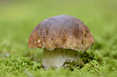 Close-up of Penny Bun (Boletus edulis) in Forest, Bavaria, Germany