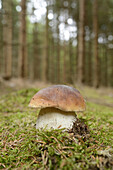 Nahaufnahme von Penny Bun (Boletus edulis) im Wald, Bayern, Deutschland