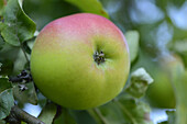 Close-up of Apple on Tree, Styria, Austria
