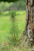 Nahaufnahme einer jungen Kiefer (Pinus sylvestris) neben einer alten Kiefer