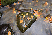 Stones in Little Stream in Autumn in Bavarian Forest, Spiegelau, Bavaria, Germany