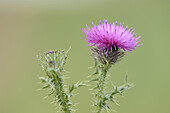 Nahaufnahme der Blüte der Sumpfdistel (Cirsium palustre) im Herbst