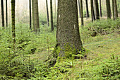 Fichte (Picea abies) Baumstämme im Wald, Oberpfalz, Bayern, Deutschland