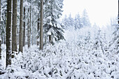 Wald mit schneebedeckten Fichten (Picea abies) im Winter, Oberpfalz, Bayern, Deutschland