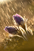 Pulsatilla (Pulsatilla vulgaris) blüht im Grünland an einem regnerischen Abend im zeitigen Frühjahr, Oberpfalz, Bayern, Deutschland