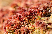 Close-up of Sphagnum Moss (Sphagnum rubellum) in Swamp in Early Spring, Upper Palatinate, Bavaria, Germany
