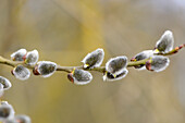 Nahaufnahme der Blüte der Ziegenweide (Salix caprea) im Vorfrühling, Oberpfalz, Bayern, Deutschland
