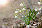 Nahaufnahme von Frühlingsschneeflocke (Leucojum vernum) Blüten im Wald im Frühling, Oberpfalz, Bayern, Deutschland
