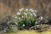 Nahaufnahme von Frühlingsschneeflocke (Leucojum vernum) Blüten im Wald im Frühling, Oberpfalz, Bayern, Deutschland
