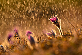Pulsatilla (Pulsatilla vulgaris) blüht im Grünland an einem regnerischen Abend im zeitigen Frühjahr, Oberpfalz, Bayern, Deutschland