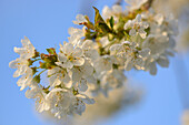 Nahaufnahme von Wildkirschblüten (Prunus avium) im Frühling, Bayern, Deutschland