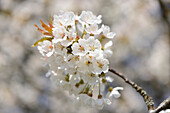 Close-up of Wild Cherry (Prunus avium) Blossoms in Spring, Bavaria, Germany