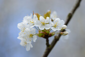 Nahaufnahme von Wildkirschblüten (Prunus avium) im Frühling, Bayern, Deutschland