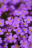 Nahaufnahme von Fliederbusch (Aubrieta deltoidea) Blüten im Garten im Frühling, Bayern, Deutschland