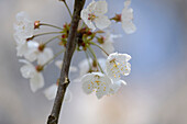Detailaufnahme der Blüten der Wildkirsche (Prunus avium) im Frühling, Bayern, Deutschland