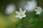Close-up of windflower (Anemone nemorosa) blossoms in a meadow in spring, Bavaria, Germany