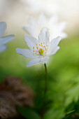 Close-up of wood anemone (Anemone nemorosa) blooming in a forest in spring, Bavaria, Germany
