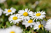 Close-up of common daisy (Bellis perennis) blooming in a meadow in spring, Bavaria, Germany