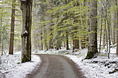 Waldweg-Landschaft im Frühling, Nationalpark Bayerischer Wald, Bayern, Deutschland