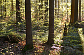 Landscape of Tree Trunks in Forest in Spring, Bavarian Forest National Park, Bavaria, Germany