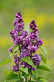Close-up of Common Lilac (Syringa vulgaris) Blossoms in Spring, Styria, Austria