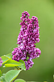 Nahaufnahme von Fliederblüten (Syringa vulgaris) im Frühling, Steiermark, Österreich