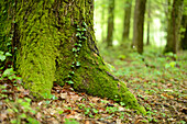 Nahaufnahme eines Kastanienbaums (Castanea sativa) im Frühling, Steiermark, Österreich