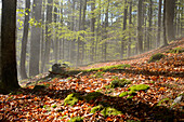 Landscape with European Beech (Fagus sylvatica) Forest in Spring, Bavarian Forest National Park, Bavaria, Germany