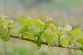 Nahaufnahme von Knospen der Weinrebe im Frühling, Steiermark, Österreich