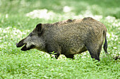 Nahaufnahme eines Wildschweins (Sus scrofa) in einem Sumpfgebiet im Frühsommer, Wildpark Alte Fasanerie Hanau, Hessen, Deutschland